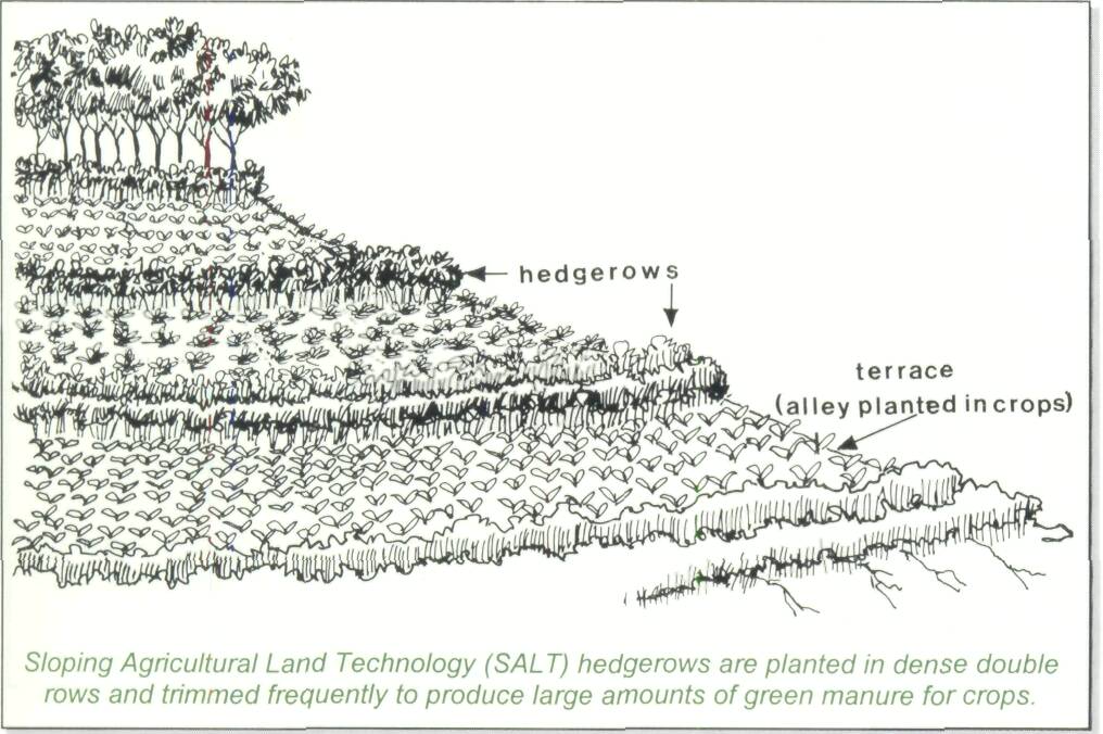 4.1 Soil erosion control with contour planting